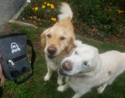 LuGinDee - Dog Treat Pouch - My Spa Shop